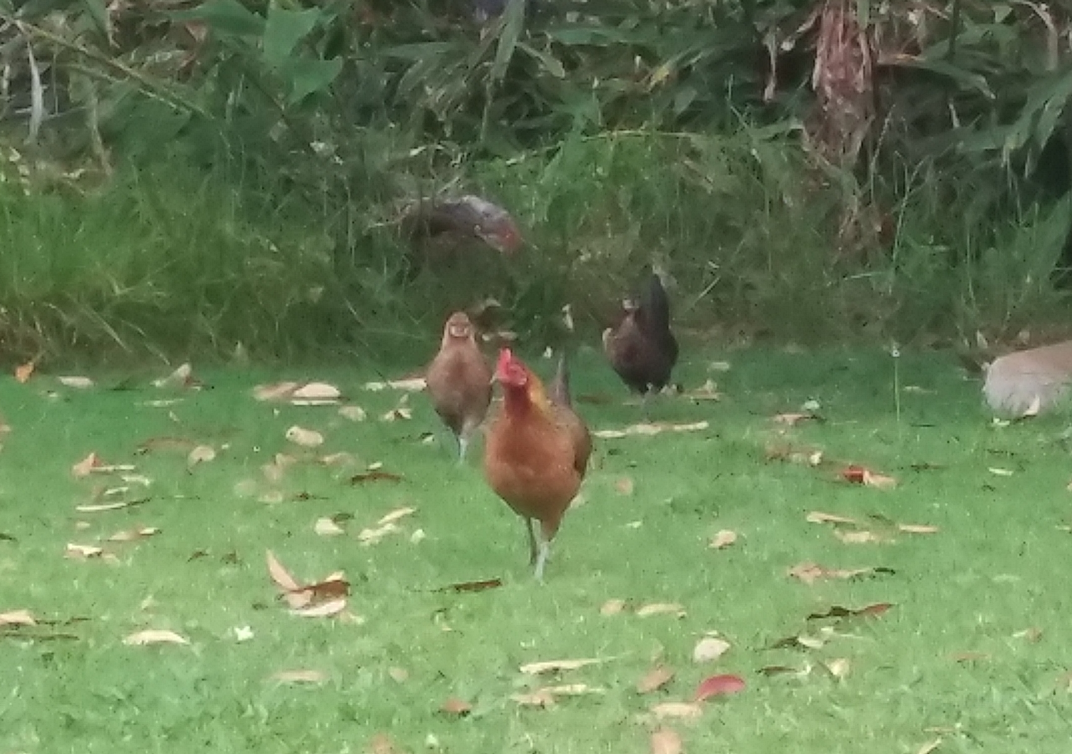 chickens strutting in the leaves